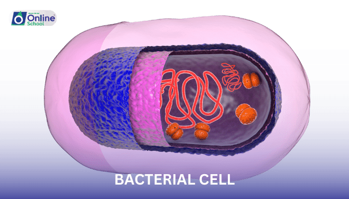 Lesson 04: Bacterial Cell Structure and Composition